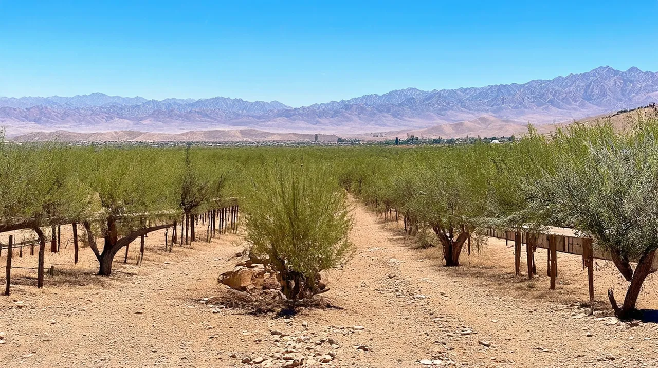 Mendoza Highlights: Top 10 Unmissable Experiences