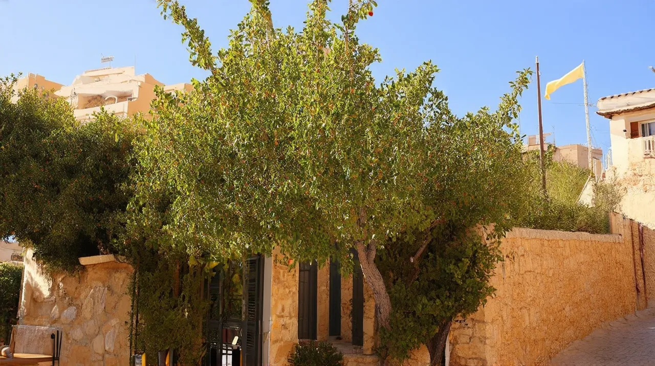 North Nicosia (Lefkoşa) Highlights: Explore the 10 Best Attractions
