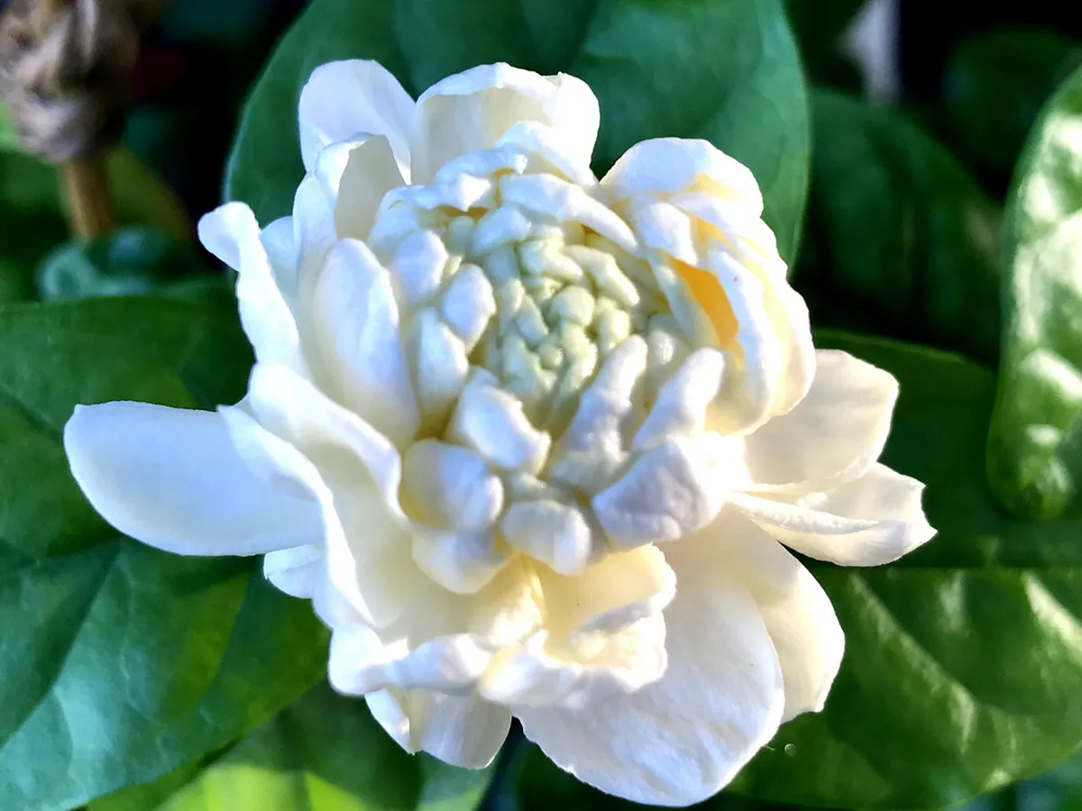 Spring: A Season of Blossoms